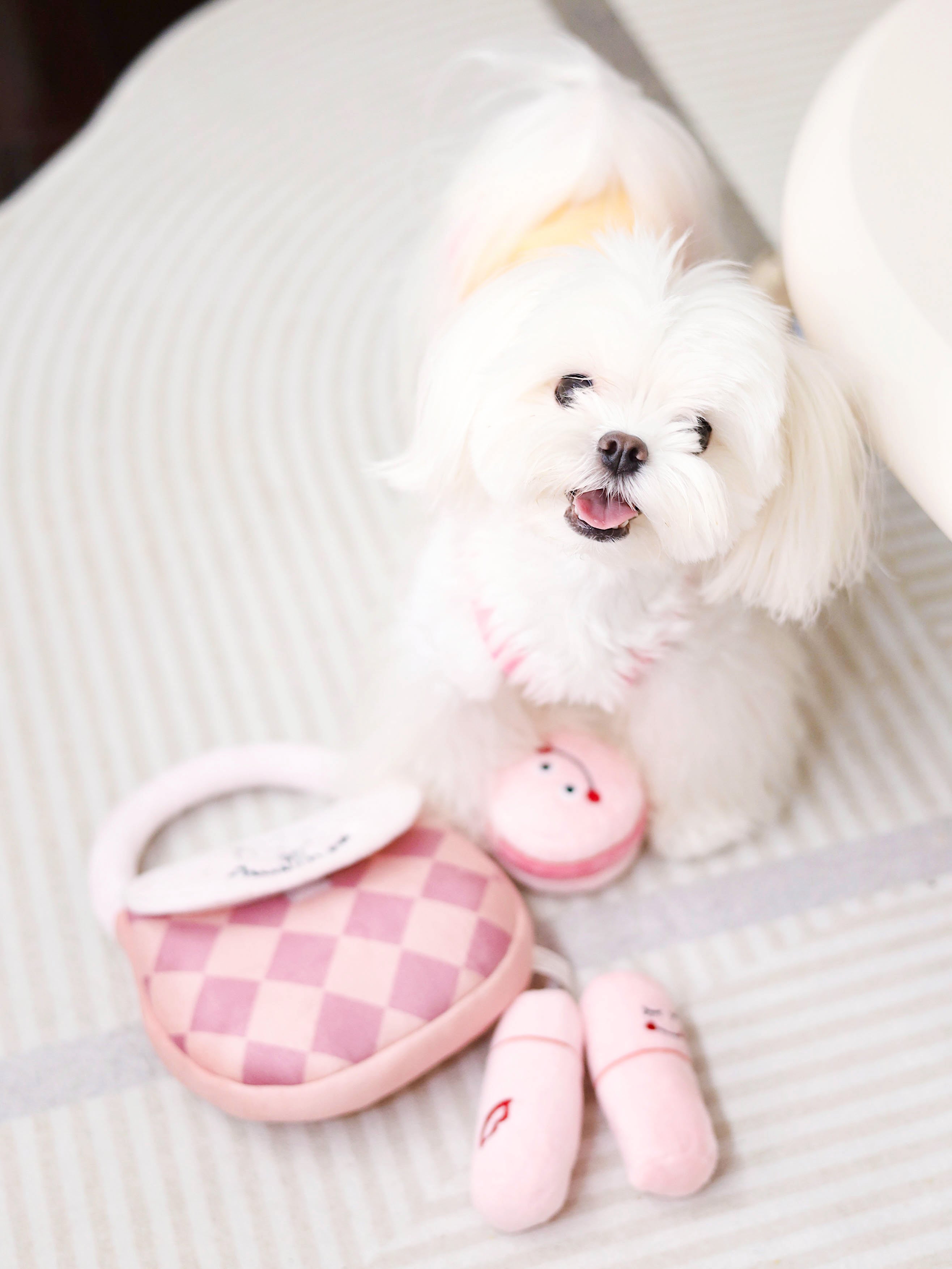 Why Do Dogs Like Pink Colors?