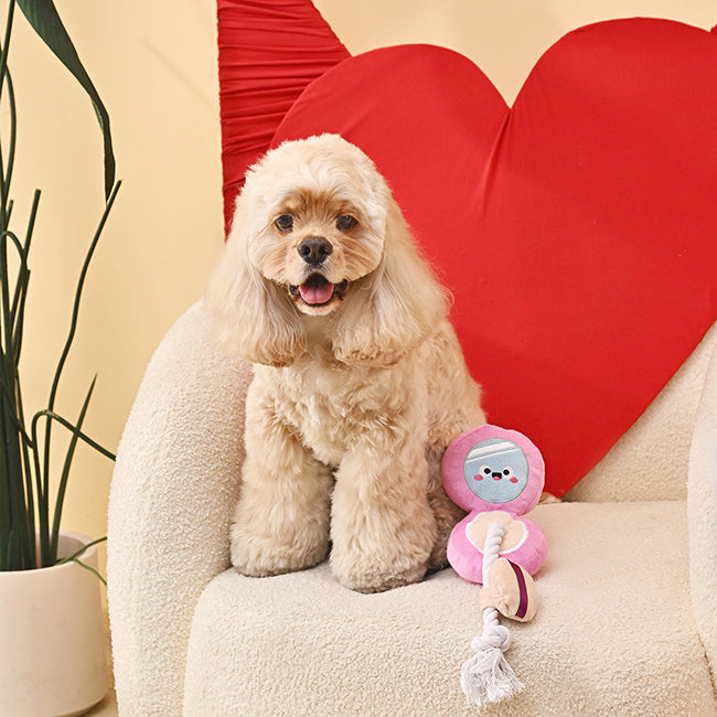 Makeup Collection  – Cushion Foundation