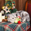 Holiday Feline  – Avocado Christmas